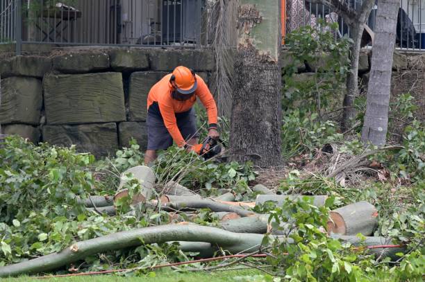 The Steps Involved in Our Tree Care Process in Greensboro, MD